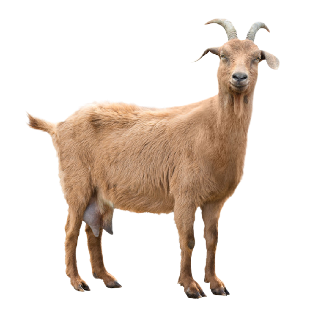 الماعز