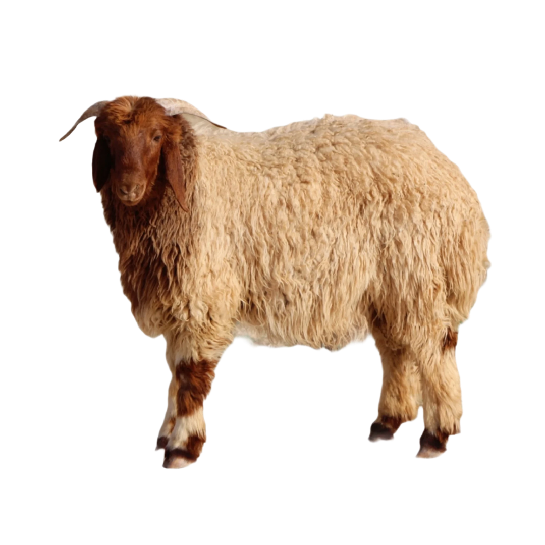 أغنام النعيمي